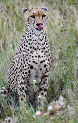 Cheetah in the Serengeti National Park, Tanzania