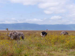 African ostrich Landscape inside the Ngorongoro Conservation Area National Park Tanzania Africa