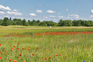 Summer landscape with wild poppies