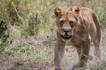 Naklejka na ściany i meble Lioness in the Serengeti National Park, Tanzania