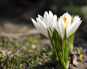 blooming white crocuses in spring