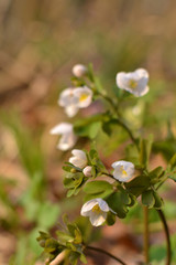 spring white flowers in the wild forest