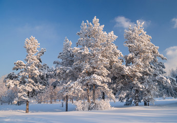 Pine in winter plumage in city Irkutsk