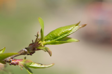 blooming leaf on apricot tree