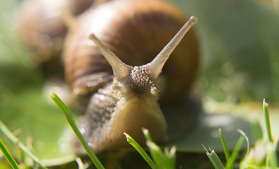 snail close-up on green grass, macro shot
