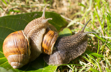 two snails on a green leaf in the garden