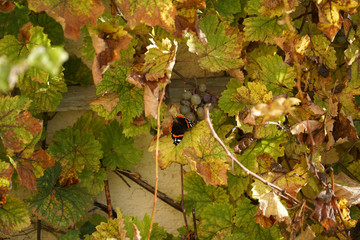 Grapes from the wine-growing region on the Danube photographed in detail