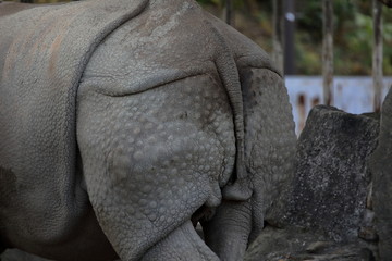 サイのお尻