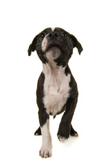 Funny stafford terrier puppy looking up seen from the front cut out on a white background