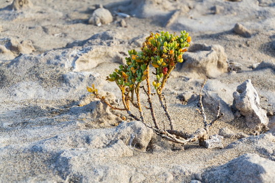 Tetraena fontanesii succulent plant of zygophyllaceae family grows in sand on dunes, zygophyllum fontanesii, sunny day, Tenerife, Canary Island, Spain