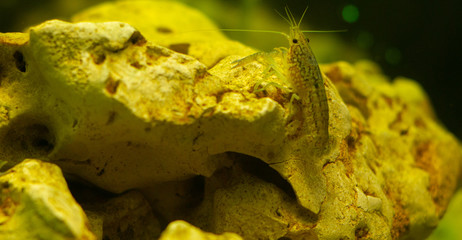 A beautiful rare aquarium crayfish sits on coral reefs in an aquarium.