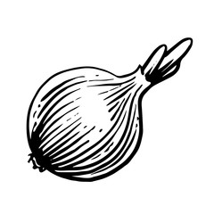 Bulb onions. Vector. Outline drawing of a vegetable on a white background. Sketch. Drawing marker on paper. Isolated object.