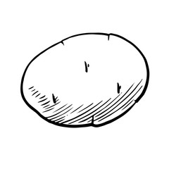 Potato tuber. Vector. Outline drawing of a vegetable on a white background. Sketch. Drawing marker on paper. Isolated object.