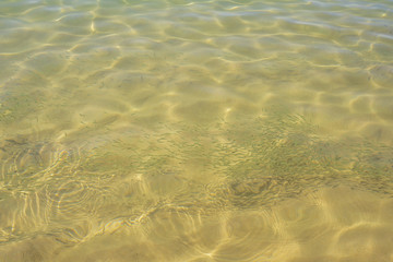 Fototapeta na wymiar Small fish in the clear water