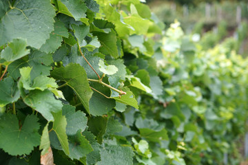 Grapes from the wine-growing region on the Danube photographed in detail