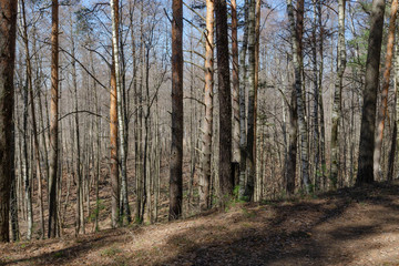 Hiking trail in a bold deciduous forest in early spring