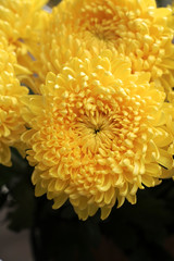 bouquet of yellow chrysanthemums. closeup of yellow flower