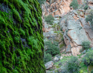 Bright Green Moss and Desert Rocks
