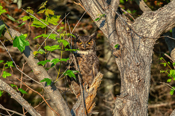 Great Horned Owl