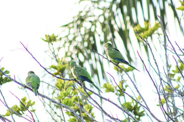 green tropical bird in Florida