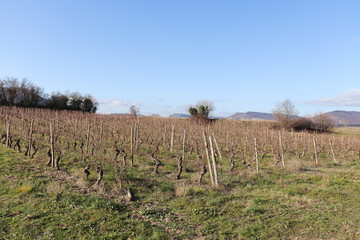 Obraz premium Vignes en hiver à Alba La Romaine - Département Ardèche - Région Rhône Alpes - France