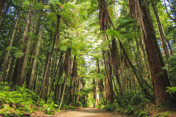 Redwoods at Whakarewarewa Forest in Rotorua, North Island, New Zealand - obrazy, fototapety, plakaty