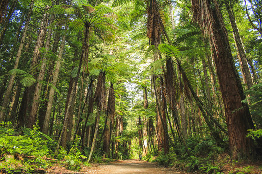Redwoods at Whakarewarewa Forest in Rotorua, North Island, New Zealand