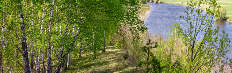 Springtime landscape, banner, panorama - view of the river bank with birches, in the north of Ukraine