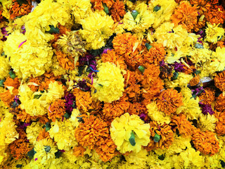 Chrysanthemum flower