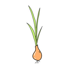Cute onion pattern in doodle style, healthy food and natural food.