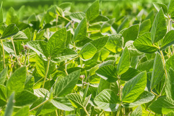 Rural landscape - field the soybean (Glycine max) in the rays summer sun, closeup