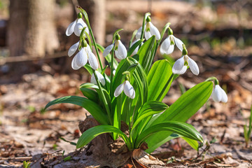 Galanthus nivalis or common snowdrop - blooming white flowers in early spring in the forest, closeup © rustamank