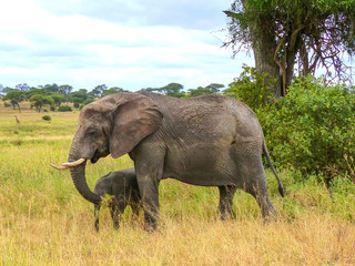 Fototapeta premium African herd of elephants and bull elephant Landscape inside the Ngorongoro Conservation Area National Park Tanzania Africa