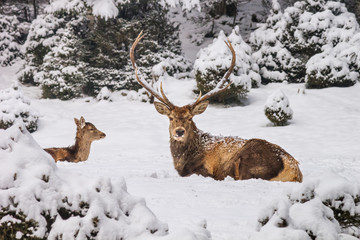 Winter landscape - view of the a pair of red deer (Cervus elaphus) in the winter mountain forest after snowfall, selective focus