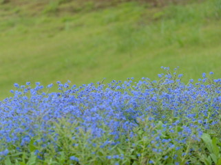 field of blue flowers