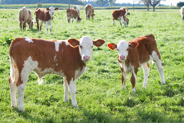 Kälbchen und Mutter Kuh auf der Wiese. Bauernhof im Sommer. Kühe frei laufend auf der Wiese