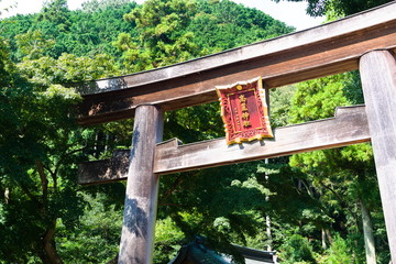 bird feeder for birds