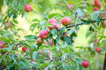 Apple Tree with mellow fruits on branch