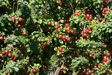 Apple Tree with mellow fruits on branch