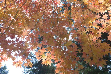 autumn leaves background