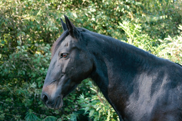 Obraz premium Schwarzes Pferd Andalusier Lusitano Portrait
