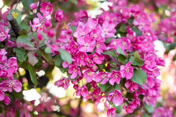 pink flowers in the garden