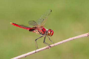 Scarlet Percher Dragonfly  