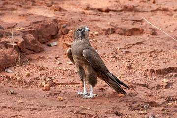 Australian Brown Falcon