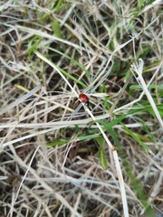 ant on leaf