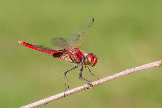 Scarlet Percher Dragonfly  