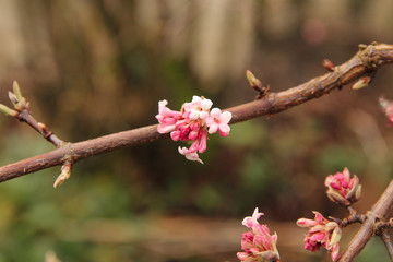 two beautiful pink flowers at a bunch at a branch of a viburnum shrub in the garden in winter with a dark green background
