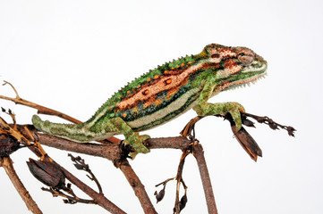 Cape dwarf chameleon / Buntes Zwergchamäleon (Bradypodion pumilum) © bennytrapp