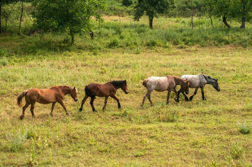 Naklejka na ściany i meble Wild horses grazing on summer meadow in countryside