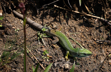 A green lizard (Lacerta virilis) sunning in front of its hiding place